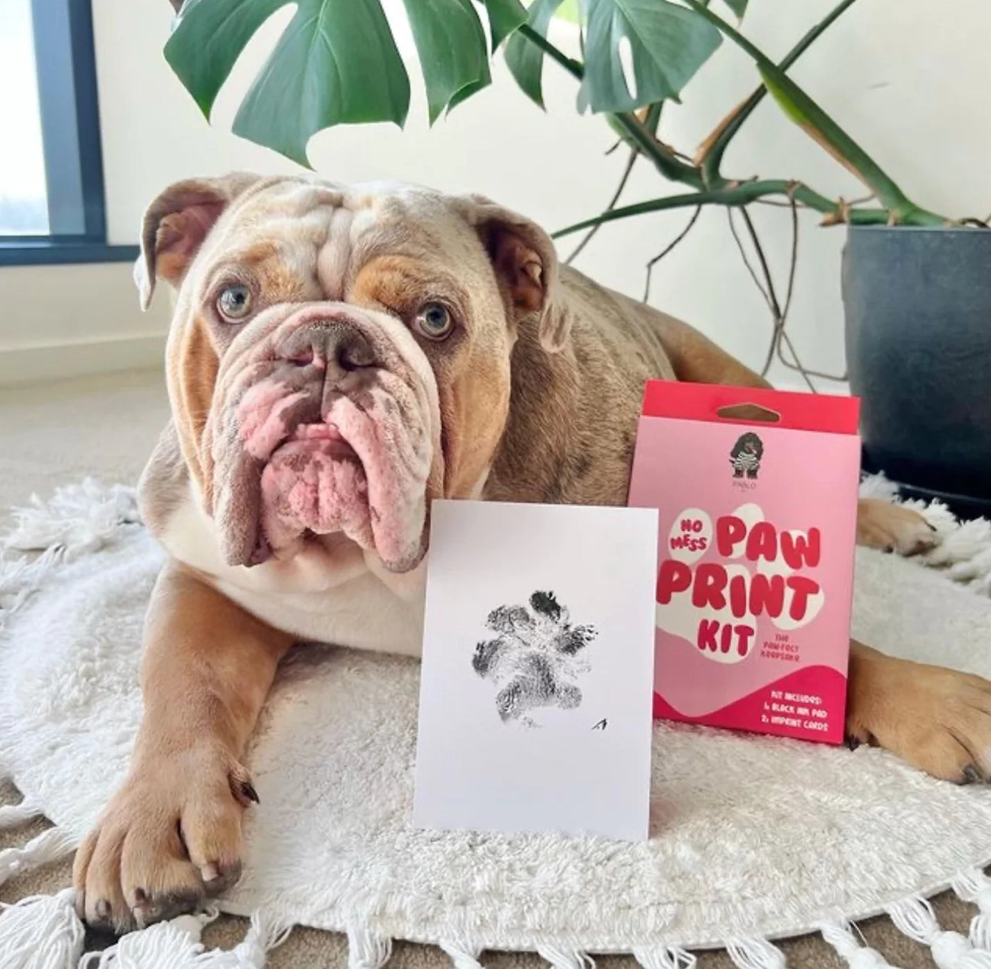 No Mess Dog paw print kit